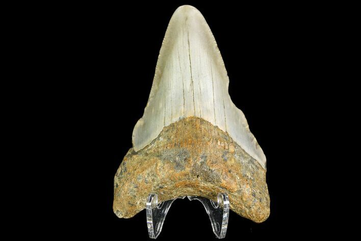 Fossil Megalodon Tooth - North Carolina #109032